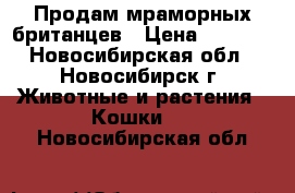 Продам мраморных британцев › Цена ­ 2 000 - Новосибирская обл., Новосибирск г. Животные и растения » Кошки   . Новосибирская обл.